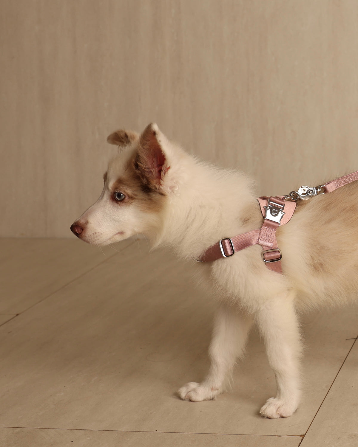 [NEW] Bridle Harness PINK