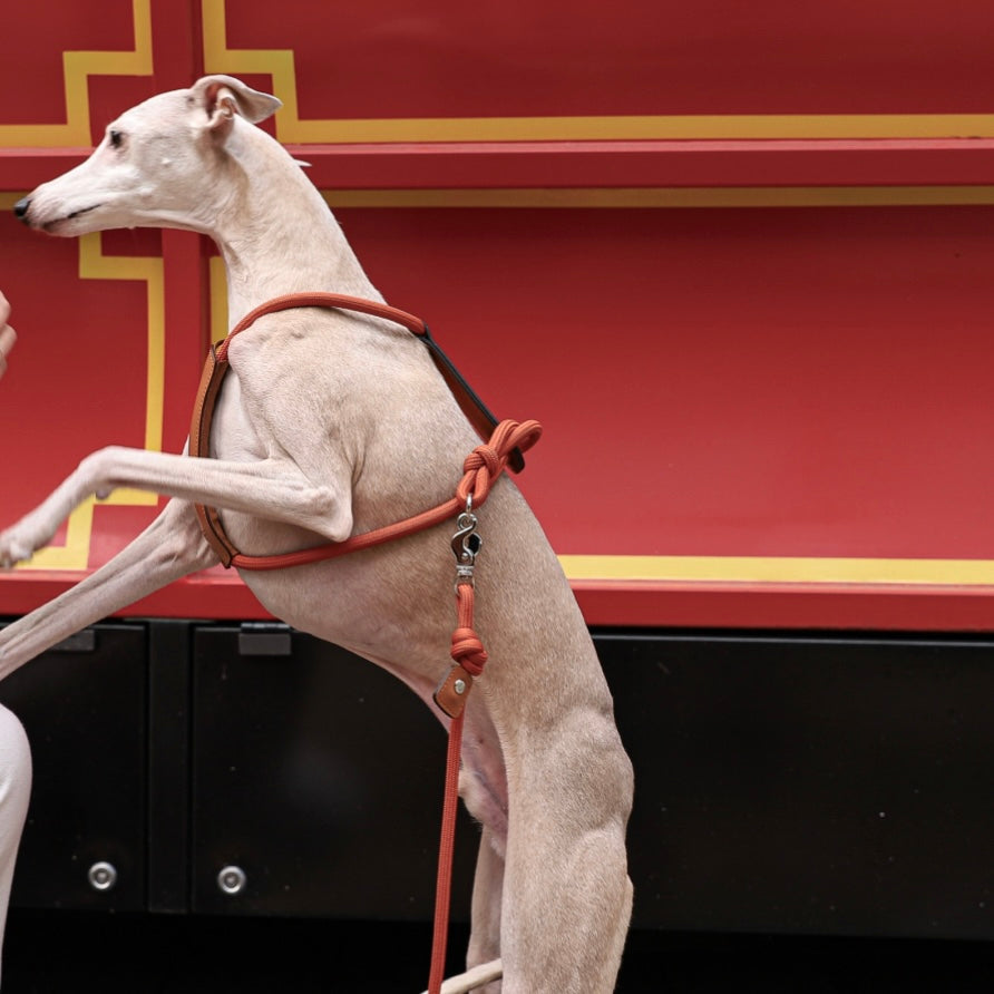 Essential Harness_ORANGE