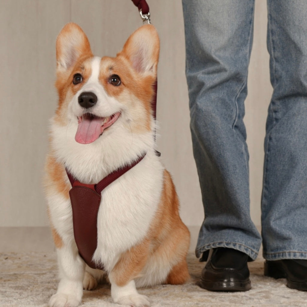 Essential Harness_BURGUNDY