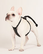 Essential Harness BLACK