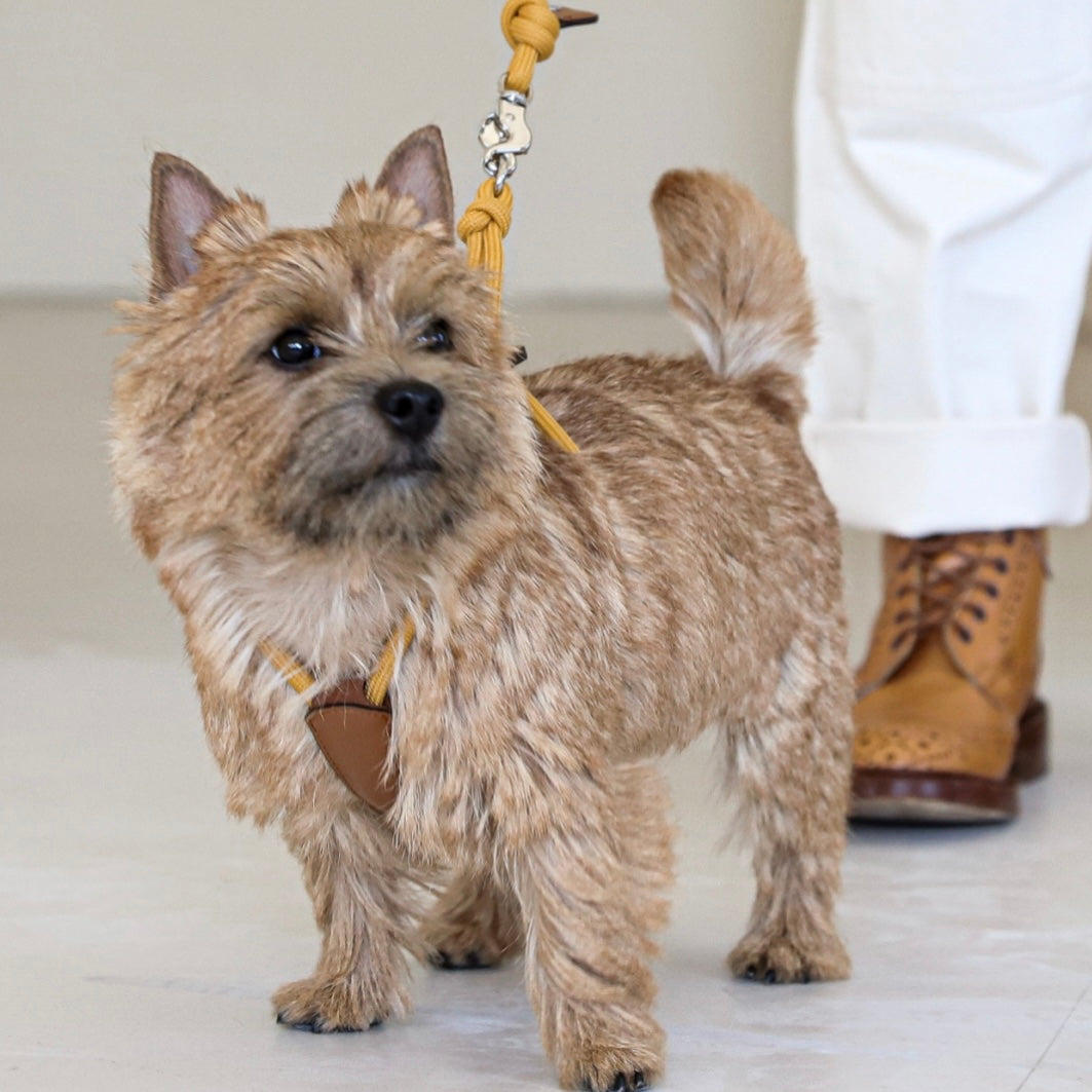 Essential Harness_MUSTARD