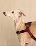 [NEW] Bridle Harness BLCAK