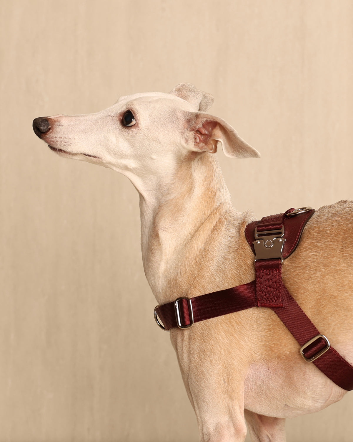 [NEW] Bridle Harness BLCAK