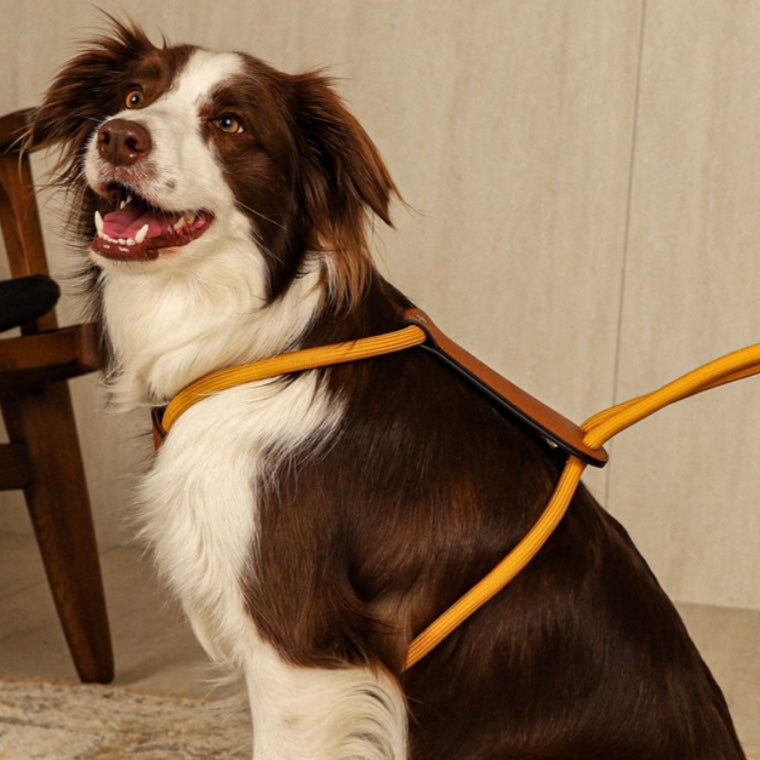 Essential Harness_MUSTARD