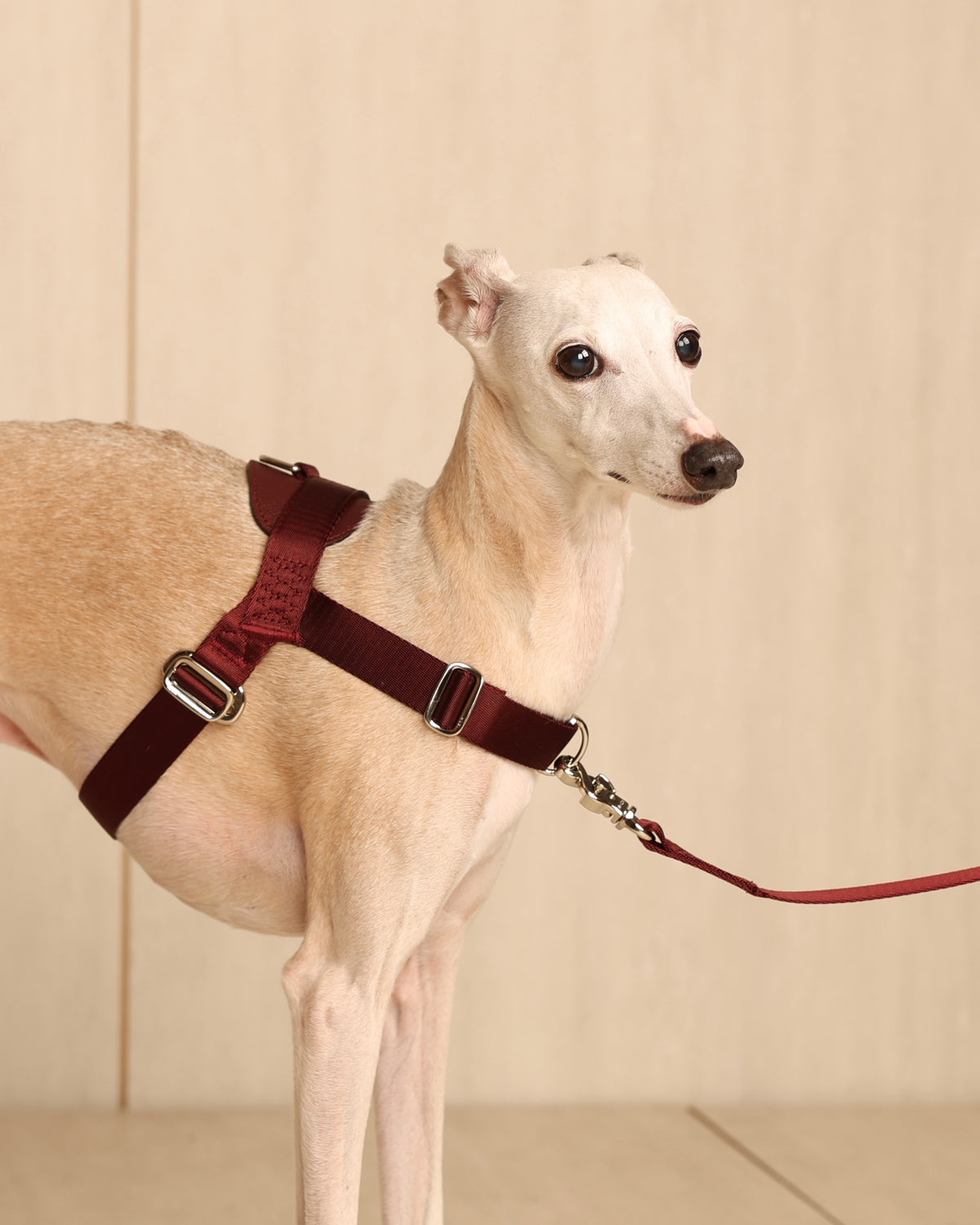 [NEW] Bridle Harness BLCAK