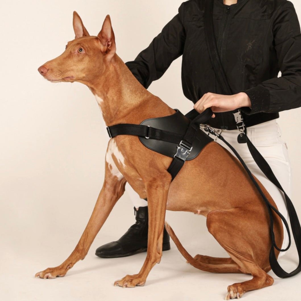 Saddle Harness_BLACK