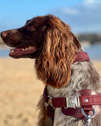 Horsebit Harness BURGUNDY