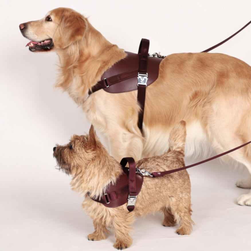 Saddle Harness_BURGUNDY