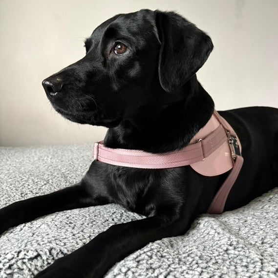 Saddle Harness_PINK