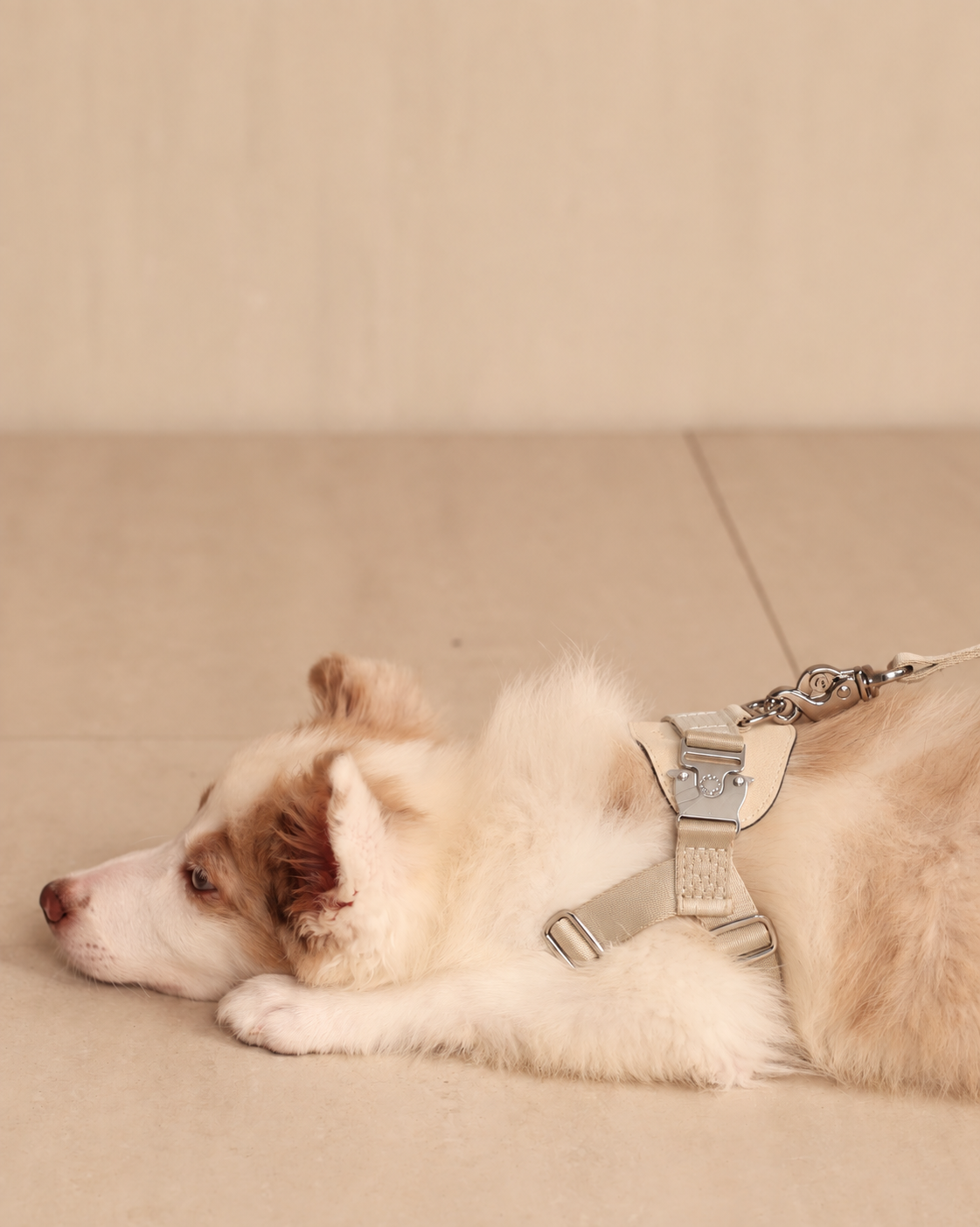 [NEW] Bridle Harness BEIGE