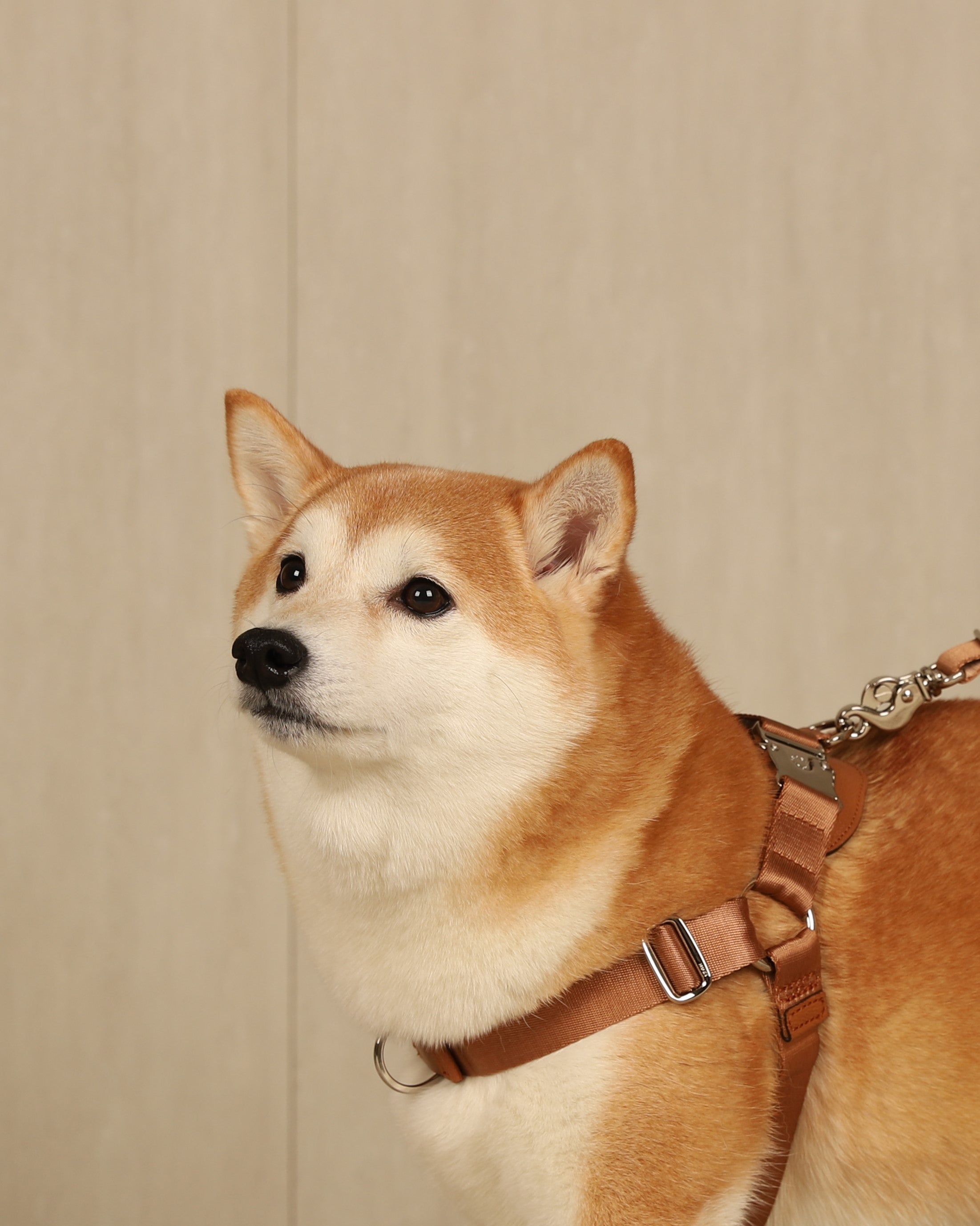 Horsebit Harness CAMEL