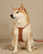 Essential Harness ORANGE