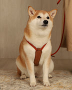Essential Harness ORANGE