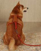 Essential Harness ORANGE