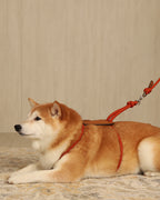 Essential Harness ORANGE