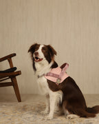 Saddle Harness PINK