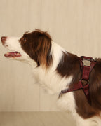 Horsebit Harness BURGUNDY
