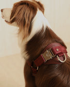 Horsebit Harness BURGUNDY