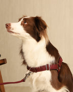 Horsebit Harness BURGUNDY