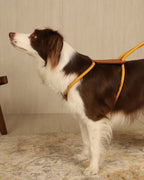 Essential Harness MUSTARD