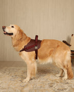 Saddle Harness BURGUNDY