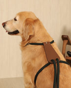 Essential Harness DEEP GREEN
