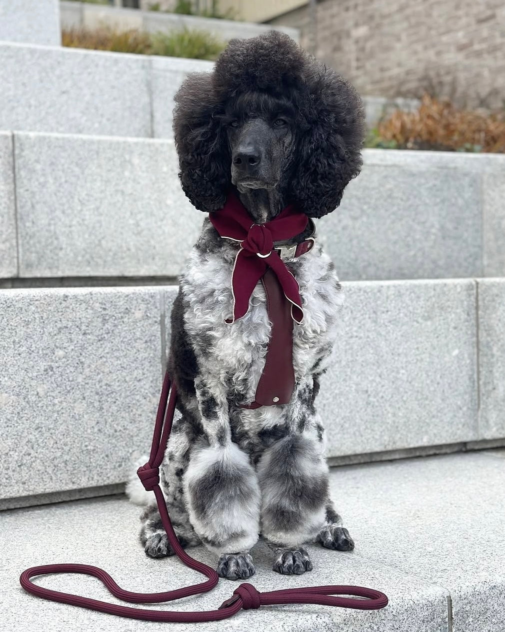 Doggy Scarf_BURGUNDY