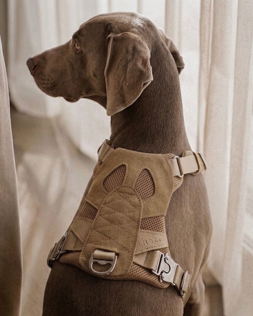 [NEW] Artisan Harness BEIGE