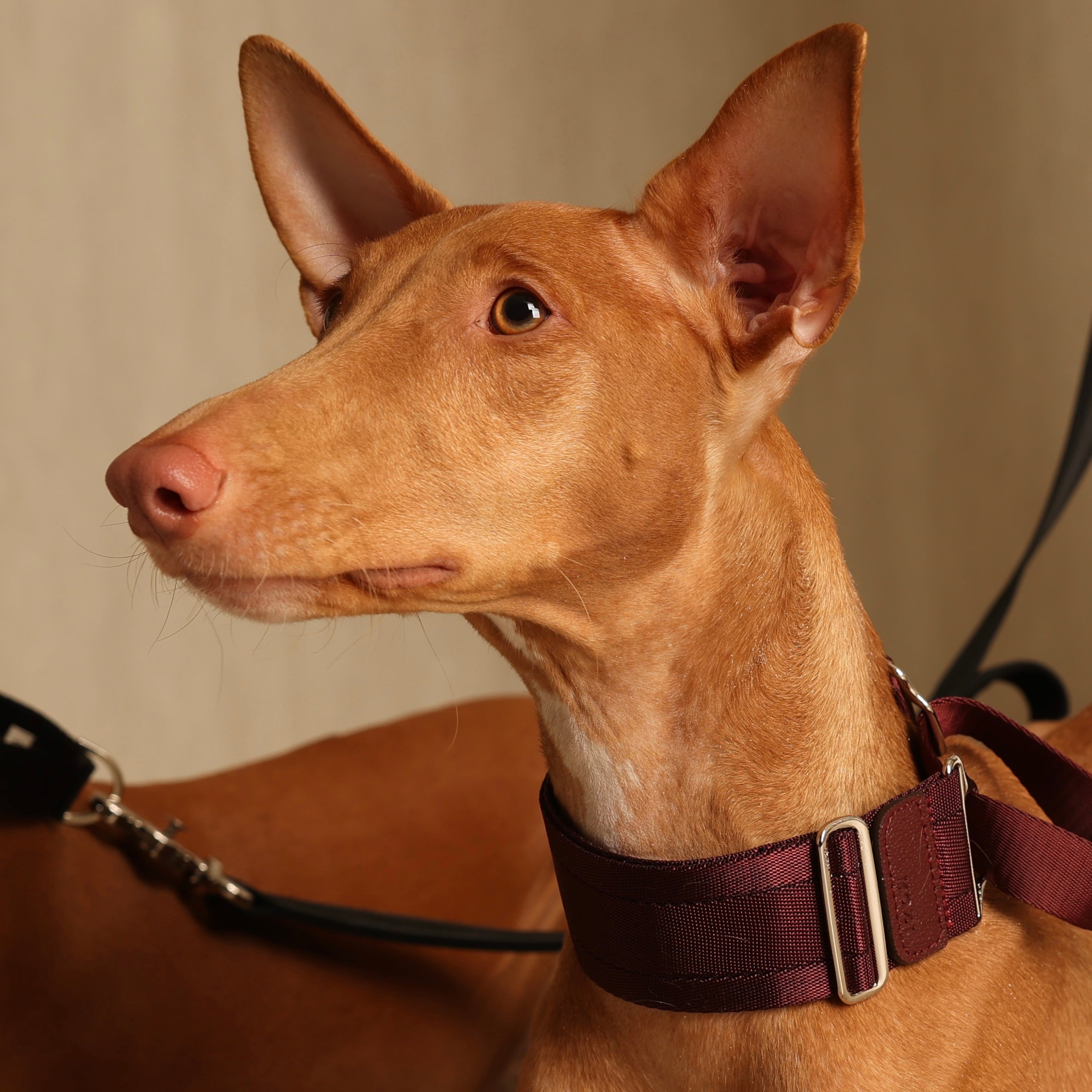 Wide Martingale_BURGUNDY