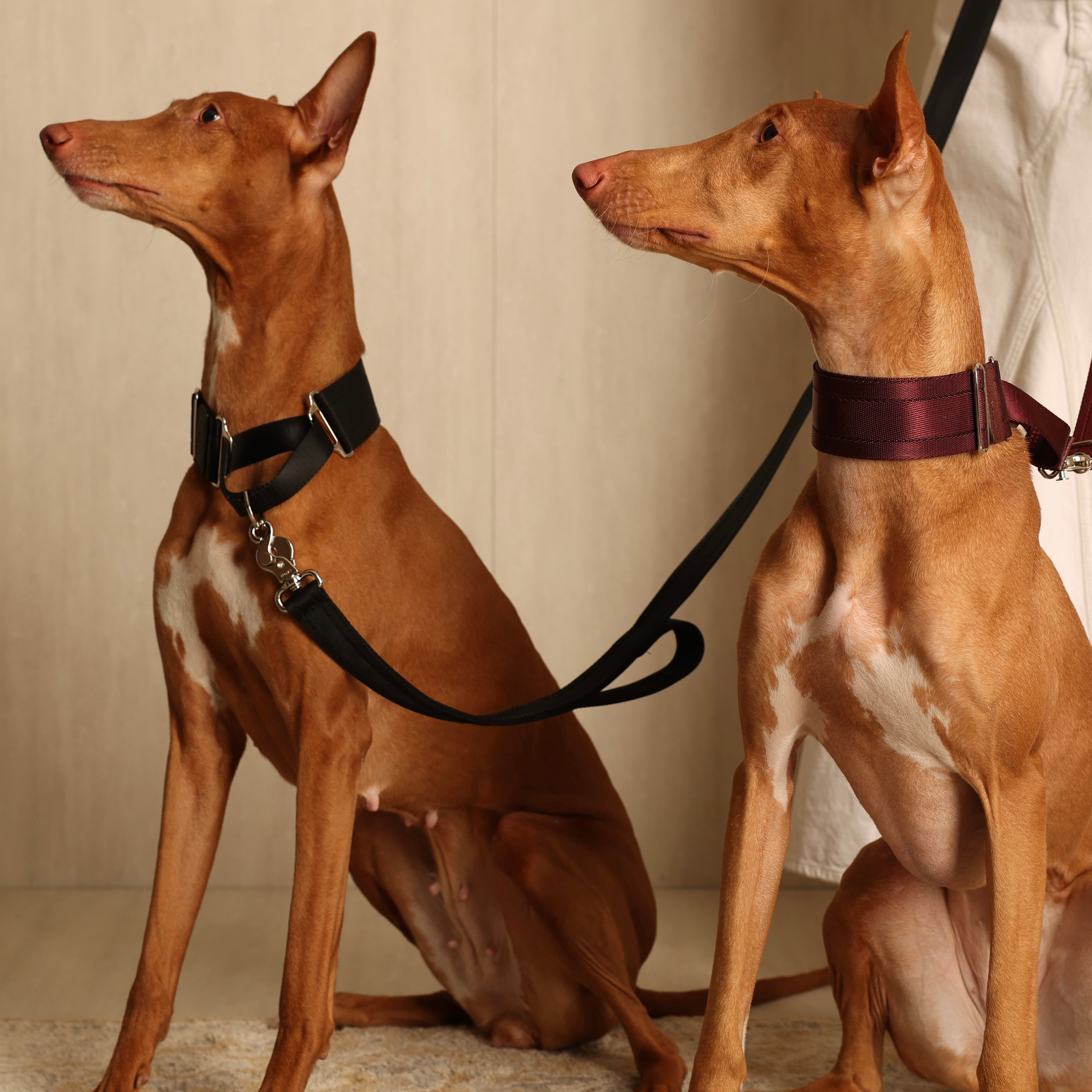 Wide Martingale_BURGUNDY