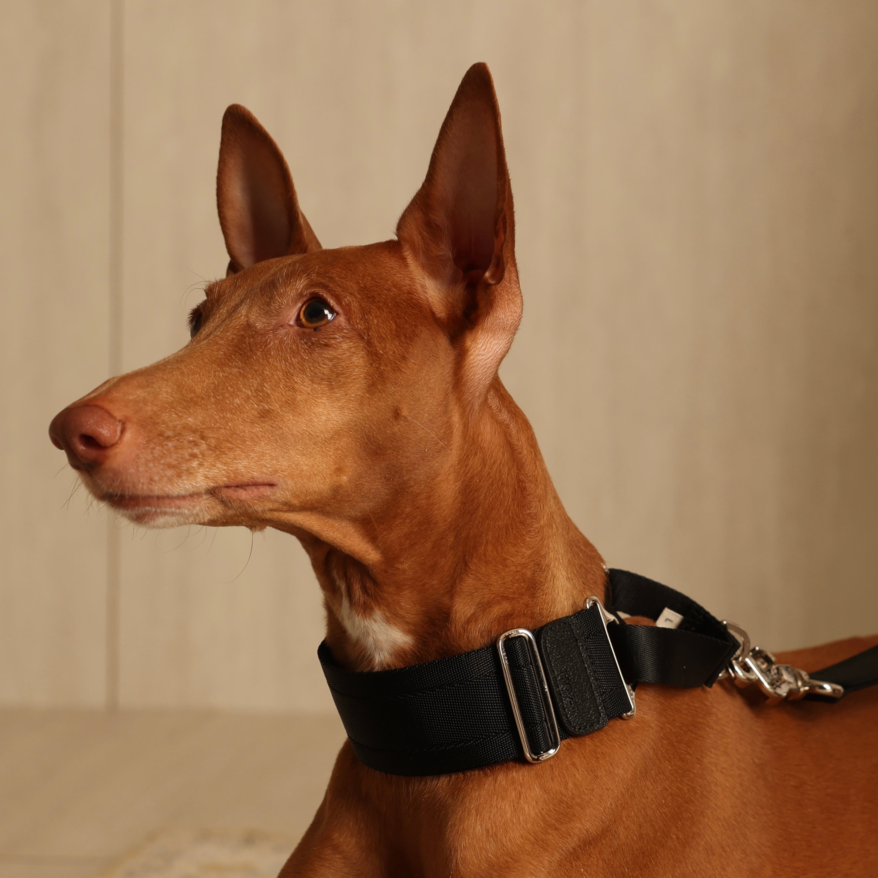 Wide Martingale_BLACK