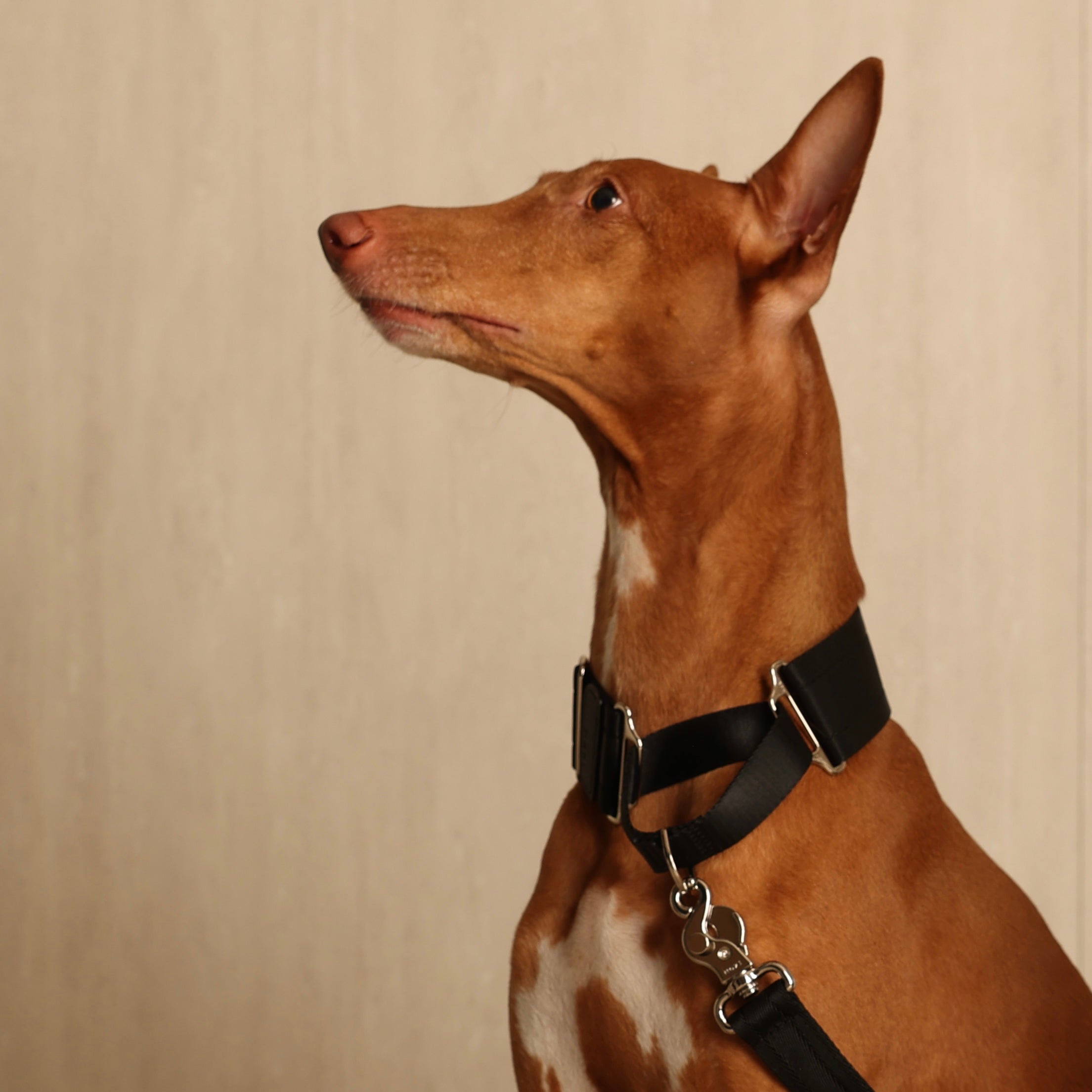Wide Martingale_BLACK