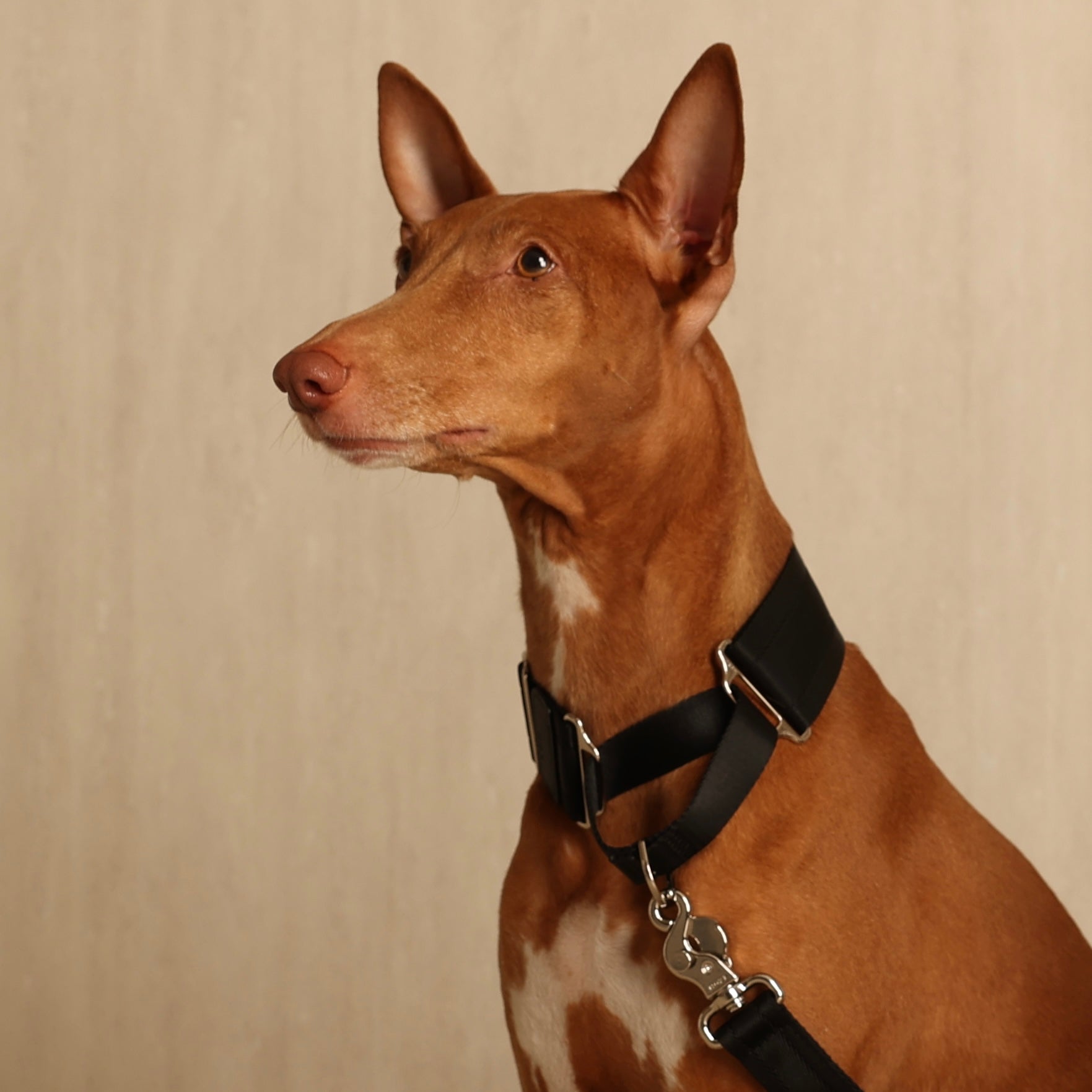 Wide Martingale_BLACK