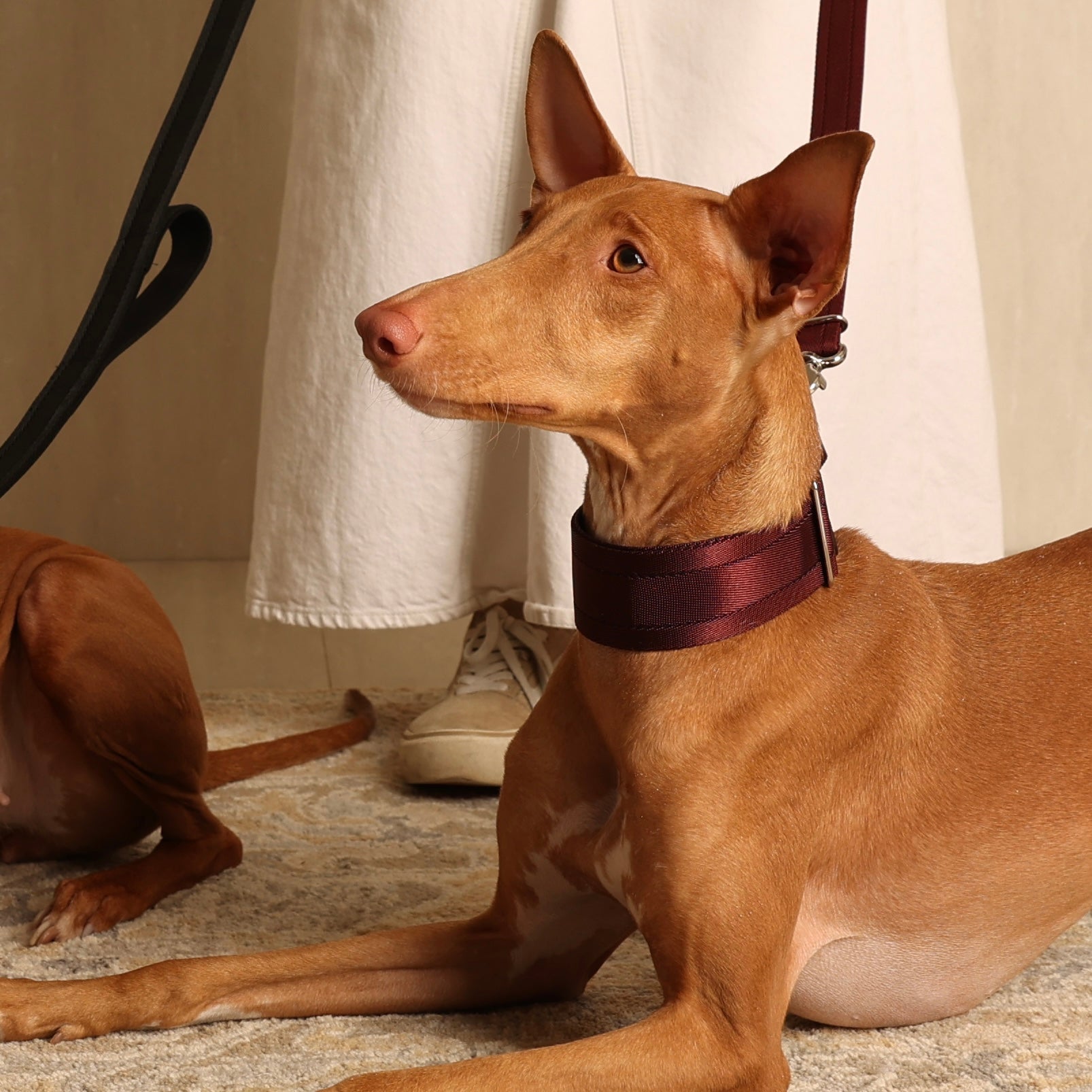 Wide Martingale_BURGUNDY