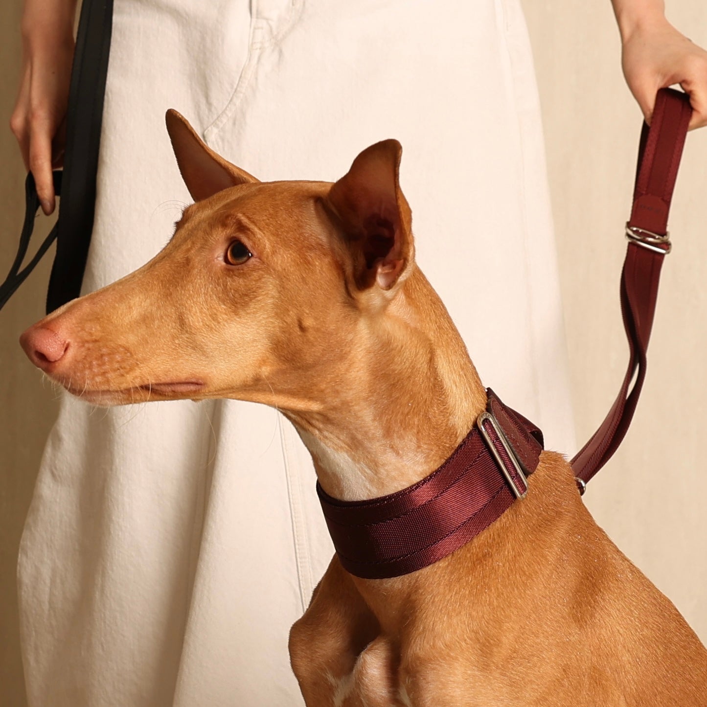 Wide Martingale_BURGUNDY