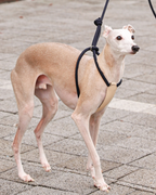 All-In-One Harness NAVY