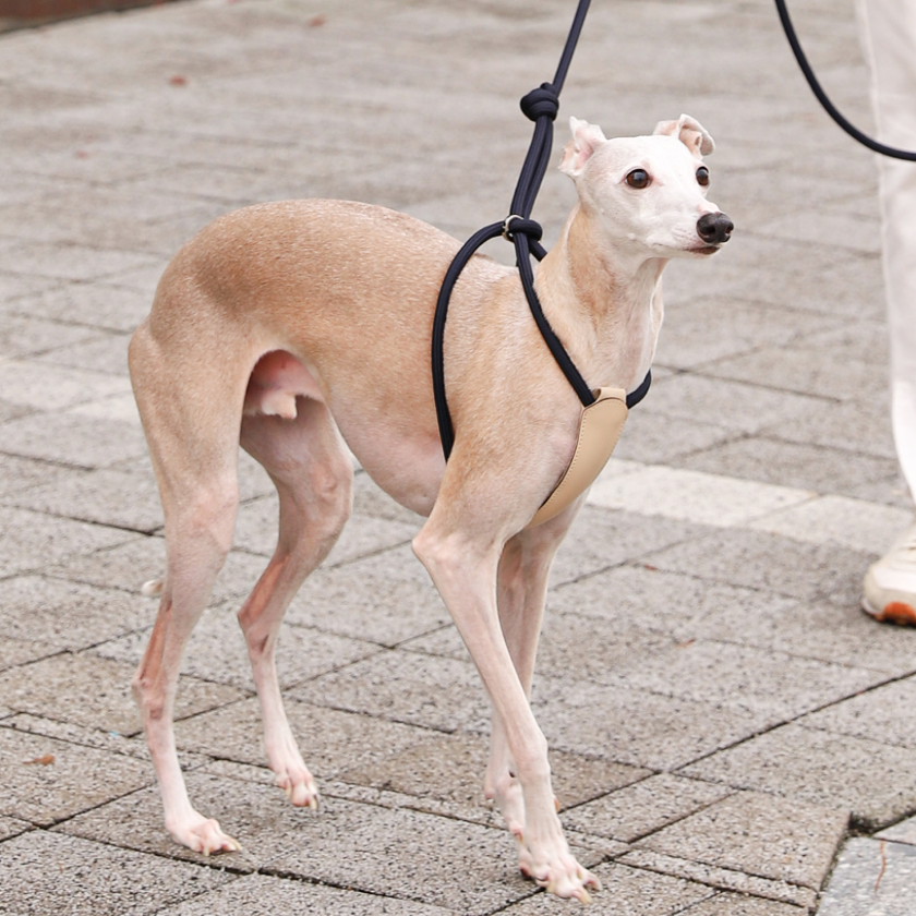 All-In-One Harness_NAVY