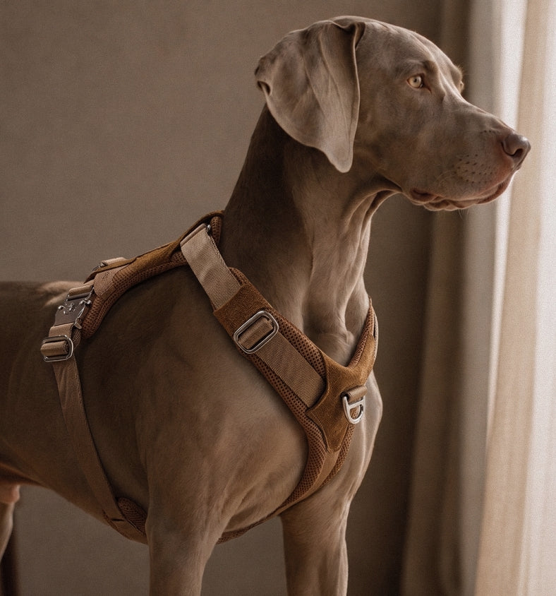 [NEW] Artisan Harness CAMEL