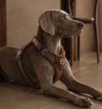 [NEW] Artisan Harness CAMEL