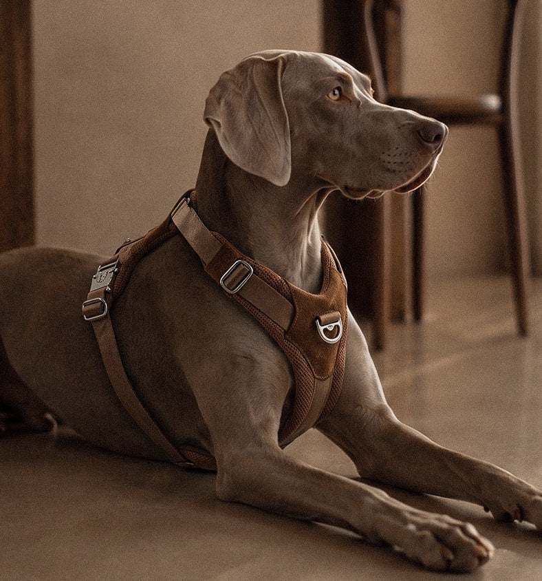 [NEW] Artisan Harness CAMEL